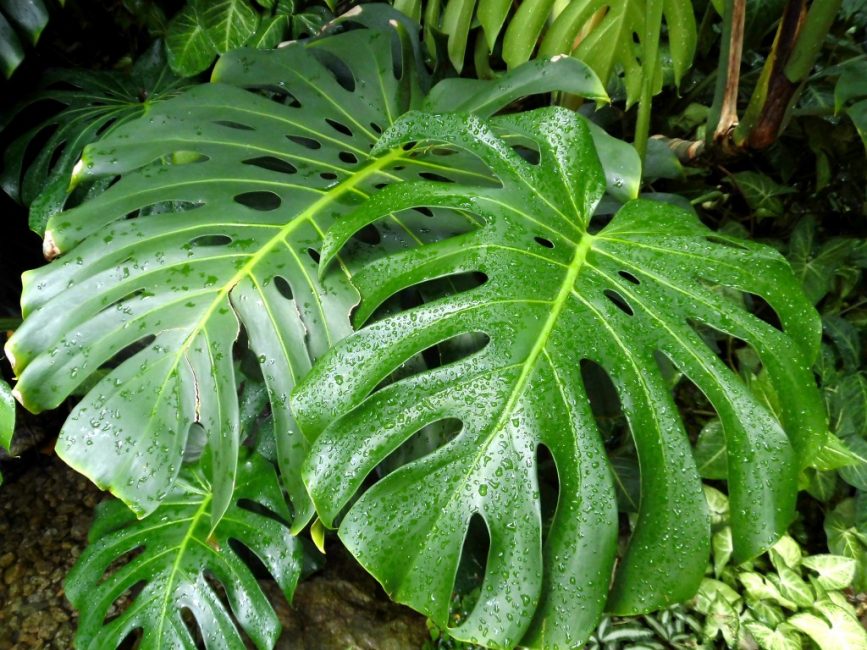 feuilles de monstera