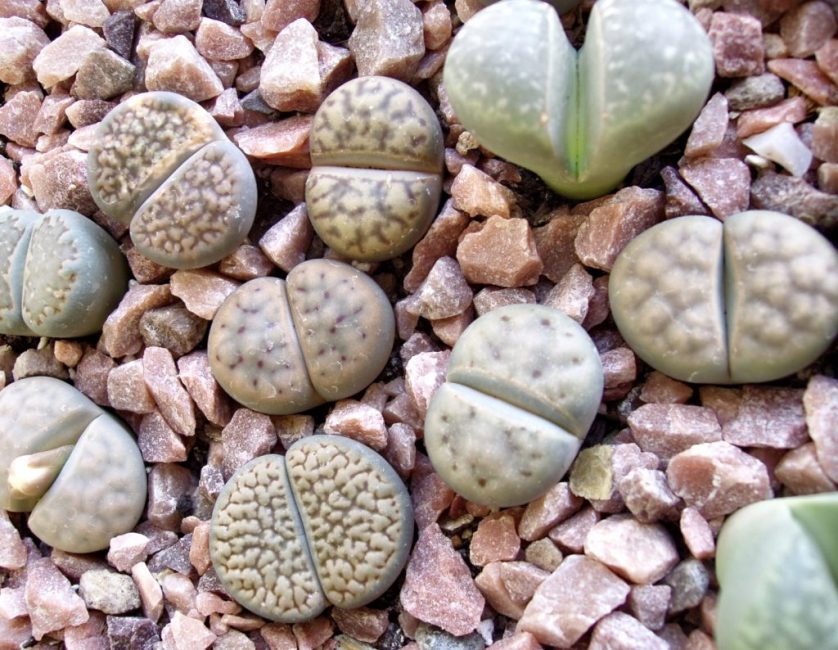 Lithops