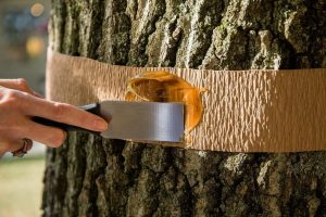 Ceinture de chasse aux arbres fruitiers des nuisibles du jardin : description, types de ceintures, fabrication DIY (Photo & Vidéo) + Avis