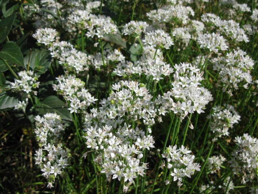 Parfum d'allium