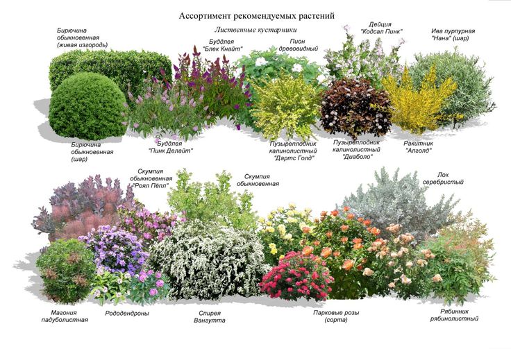 Meilleures cultures horticoles pour l'aménagement paysager