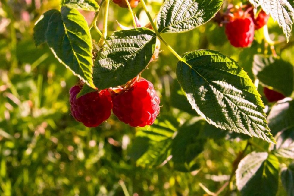 Les framboises aiment le soleil