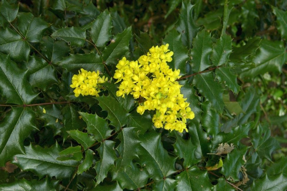 Mahonia cultivar Atropurpurea