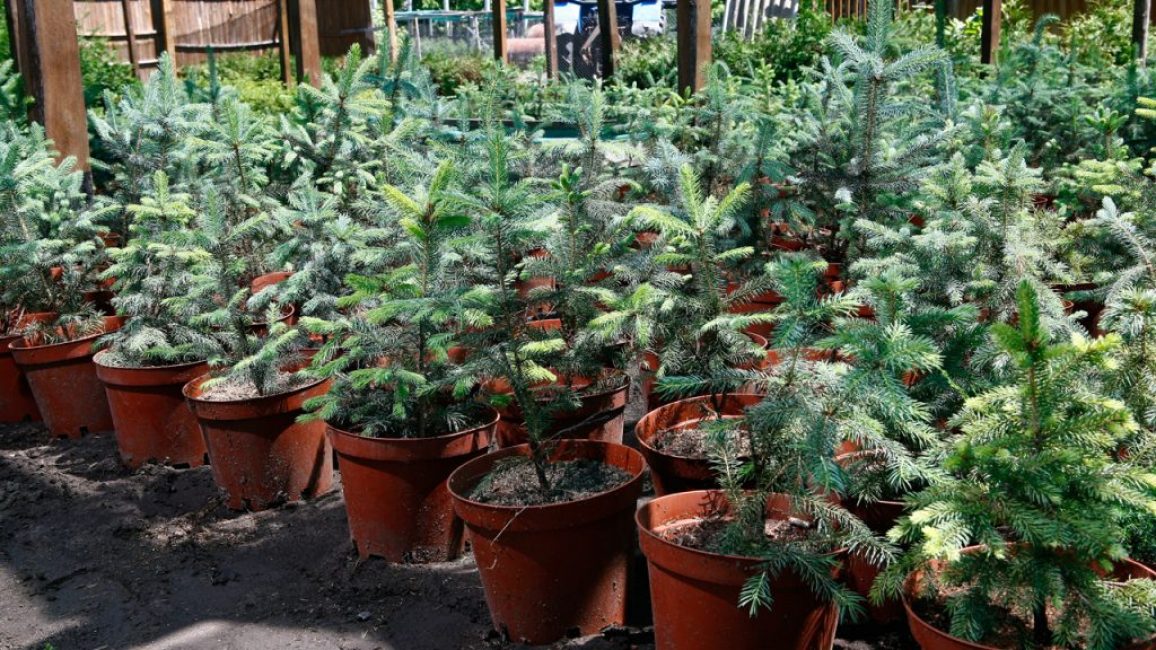 Petites beautés qui peuvent être achetées à la crèche