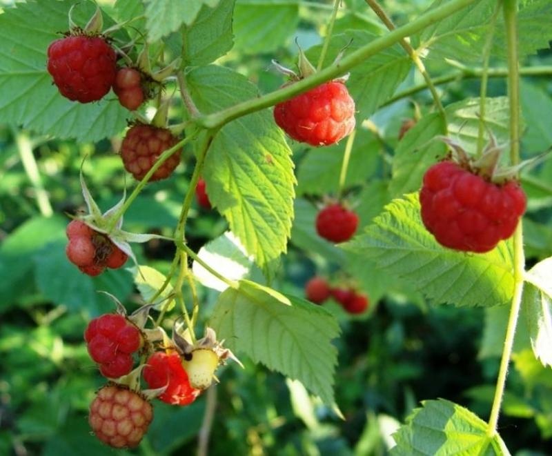 Framboises