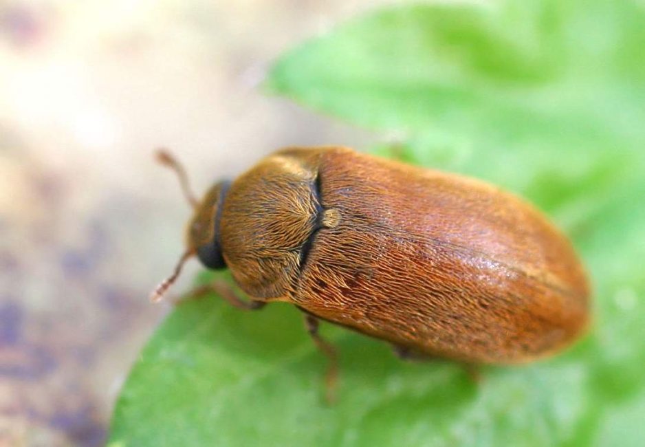 coléoptère de la framboise