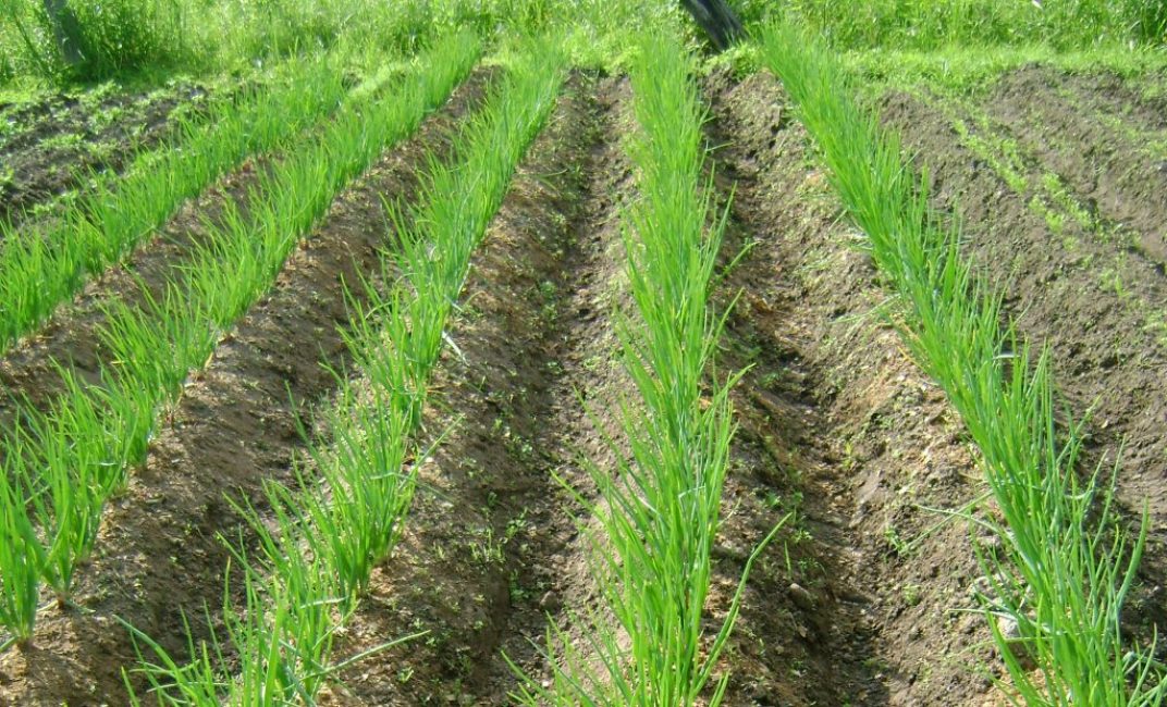 Place aux oignons : une zone ensoleillée sans grands arbres et buissons