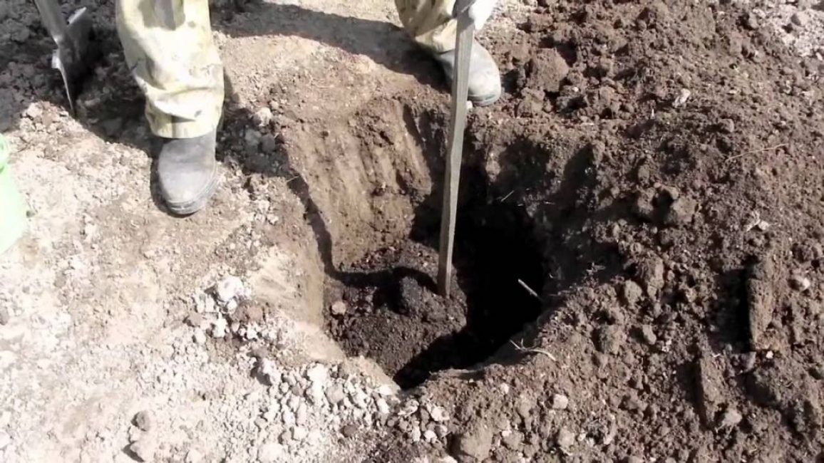 L'endroit pour la plante doit être ensoleillé