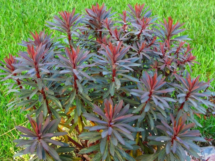 euphorbe aux amandes