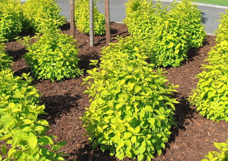 Jeunes buissons de vésicules