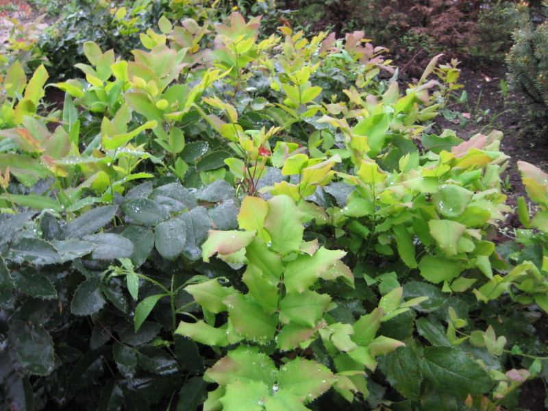 Jeunes plants prêts à être repiqués