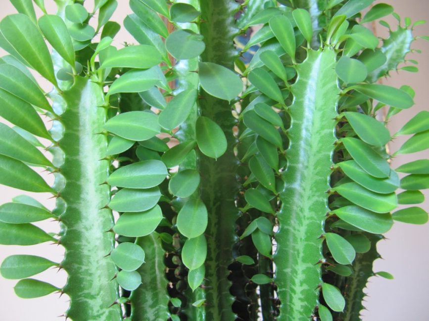 Euphorbe triangulaire