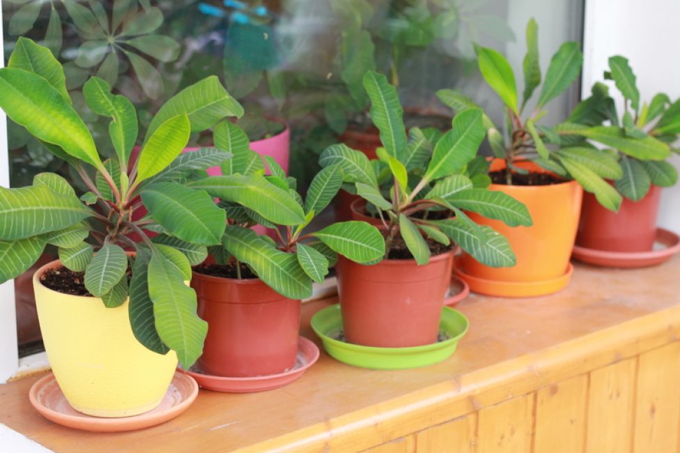 Euphorbia aime beaucoup le soleil