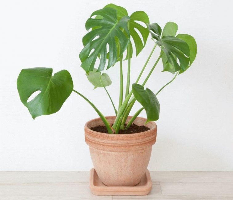 Monstera en pot