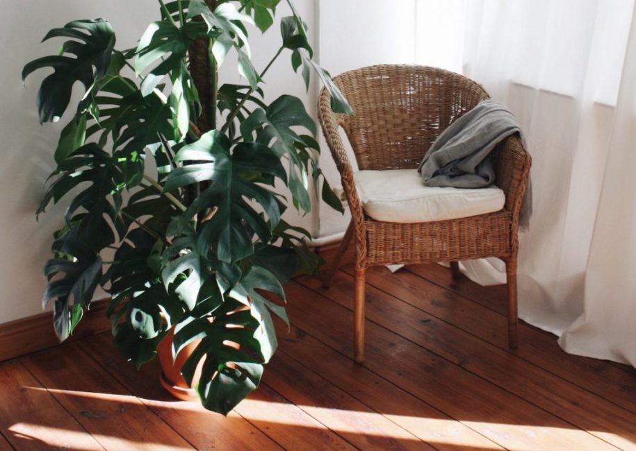 monstera dans la maison