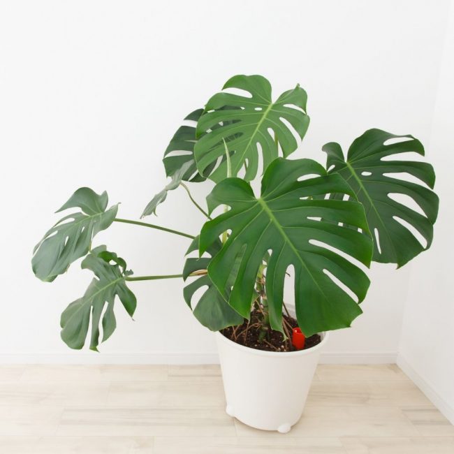 Monstera a une apparence inhabituelle