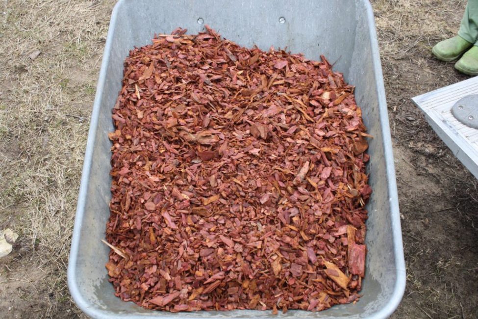 En hiver, il est nécessaire de pailler le sol