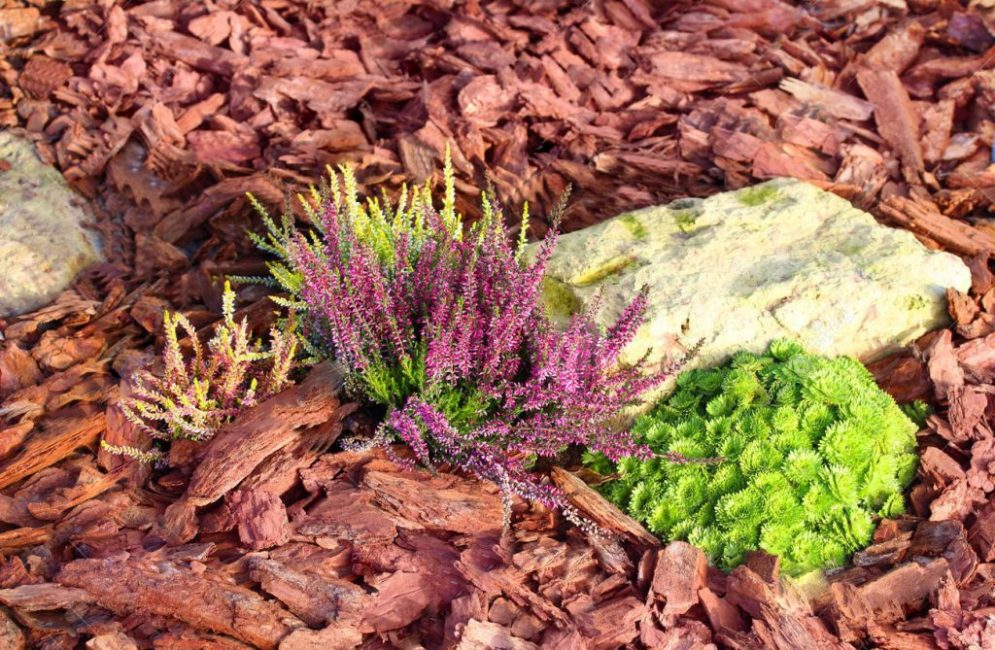 L'écorce de pin est une bonne option pour le paillage