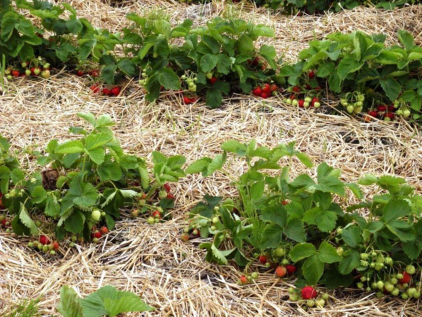 Paillage de fraises
