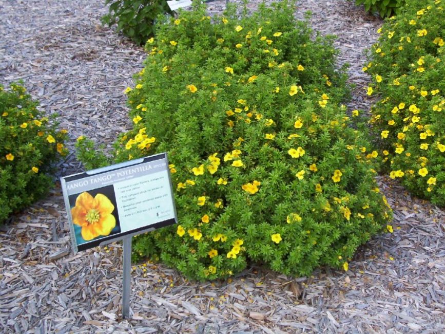 Sol paillé autour de Potentilla