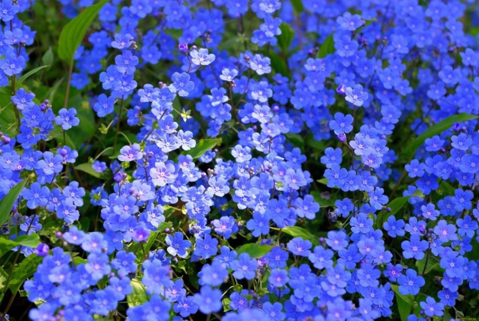 Myosotis bleu pâle