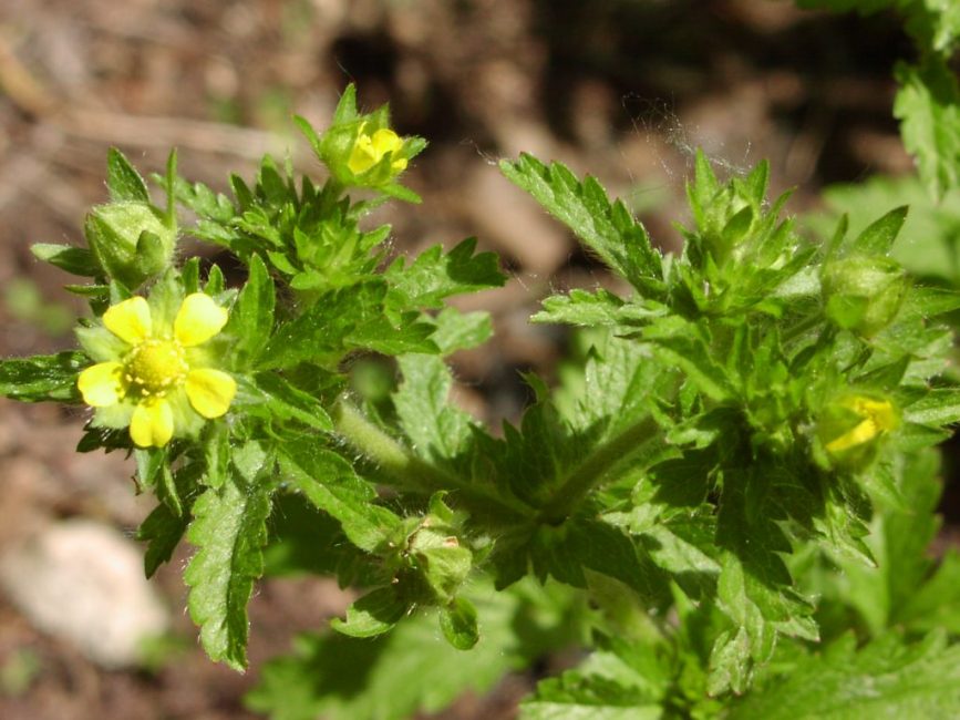 potentille norvégienne