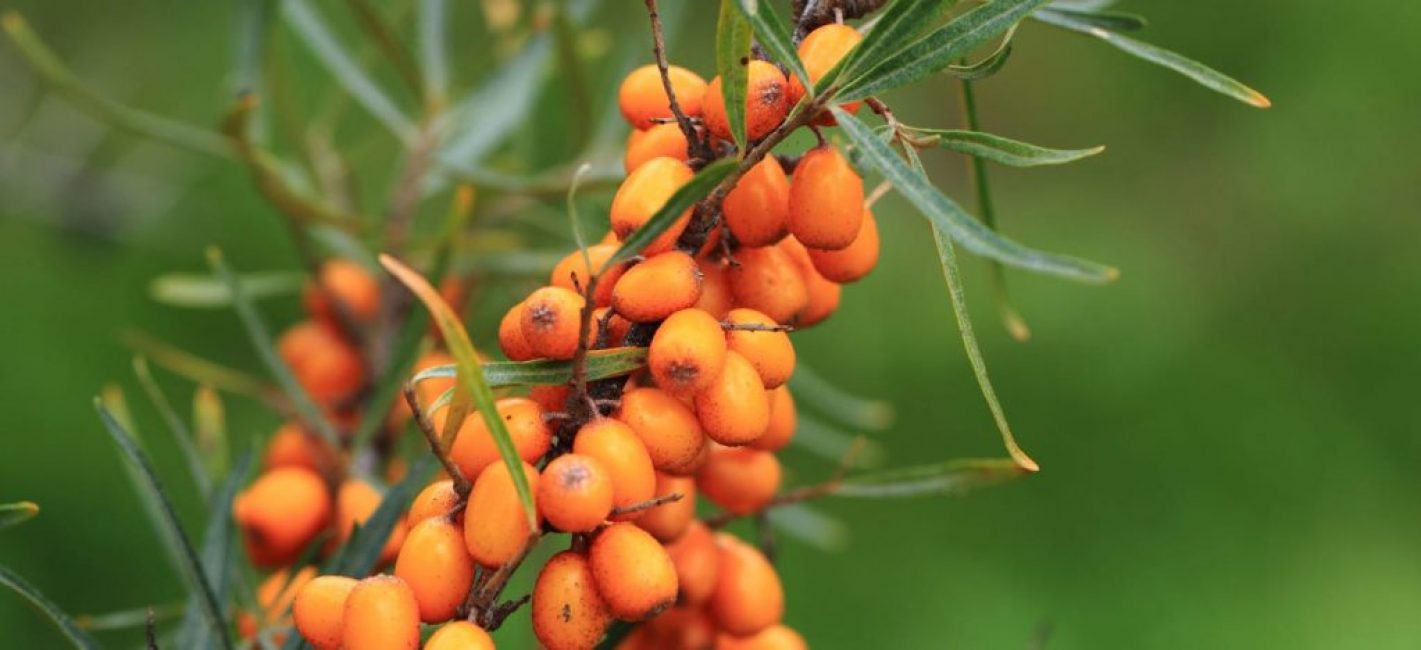 L'argousier de l'Altaï