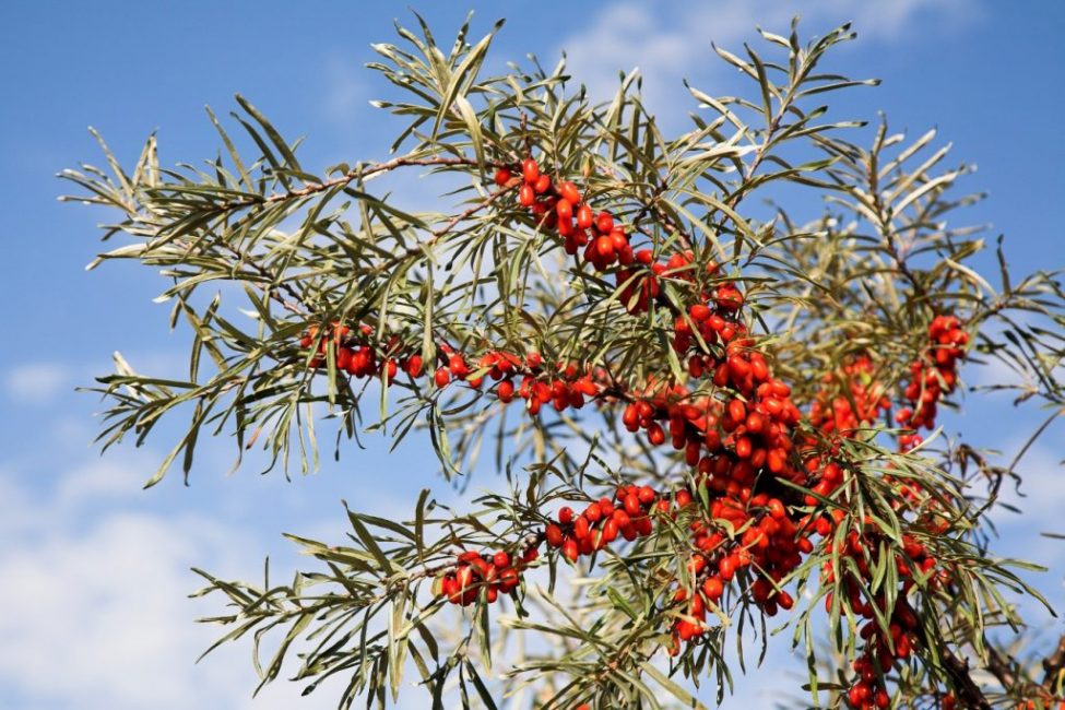 Blush de Sibérie à l'argousier