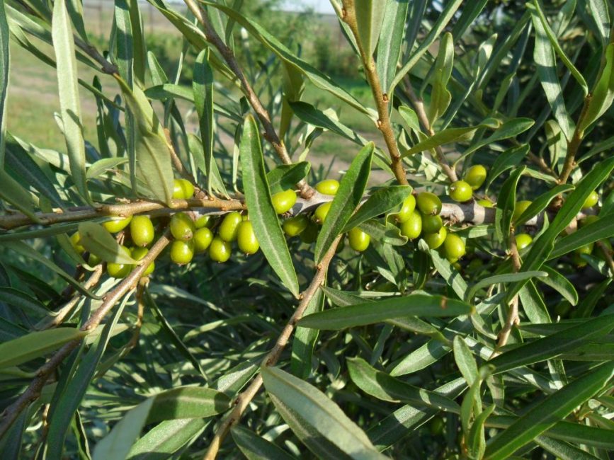Argousier sans aiguilles