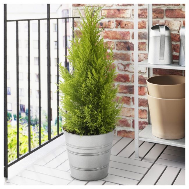 Un échantillon d'un individu en bonne santé et soigné