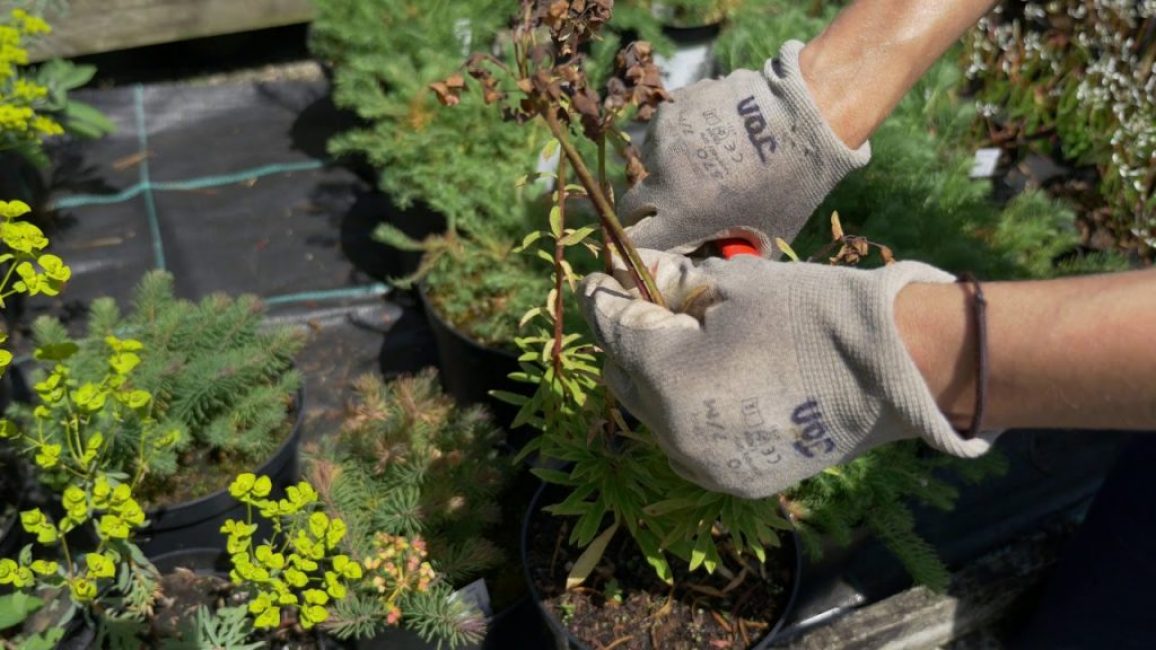 Tailler les branches mortes