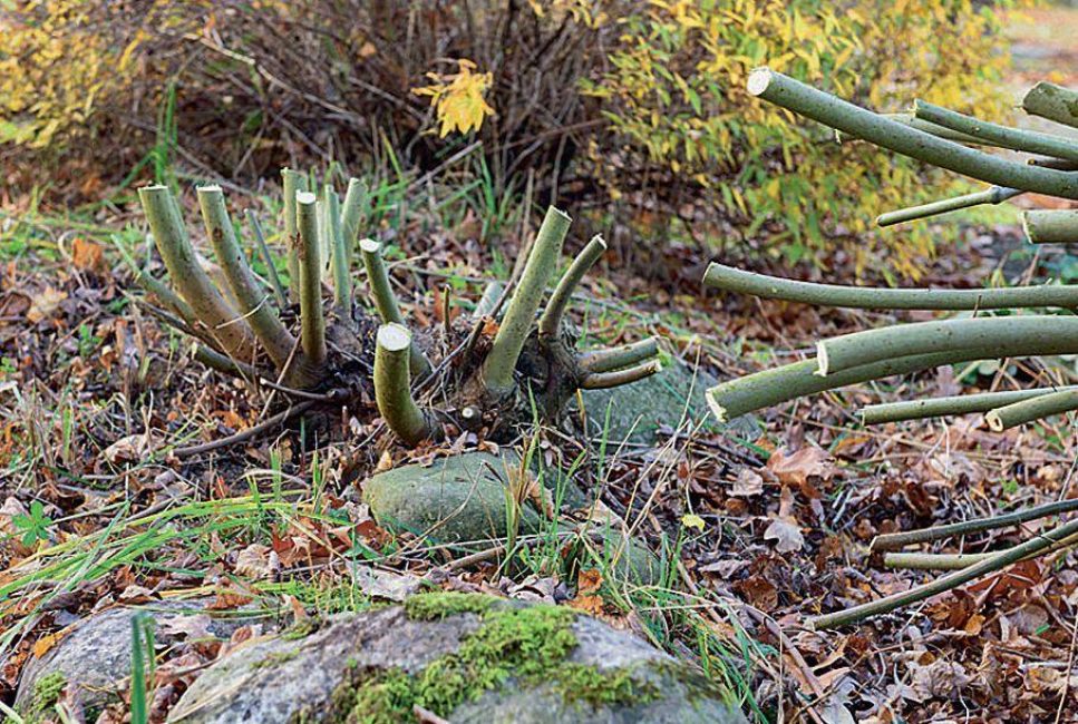 Tailler sur une souche