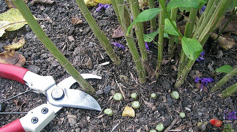 Tailler la plante avant le début de l'hiver