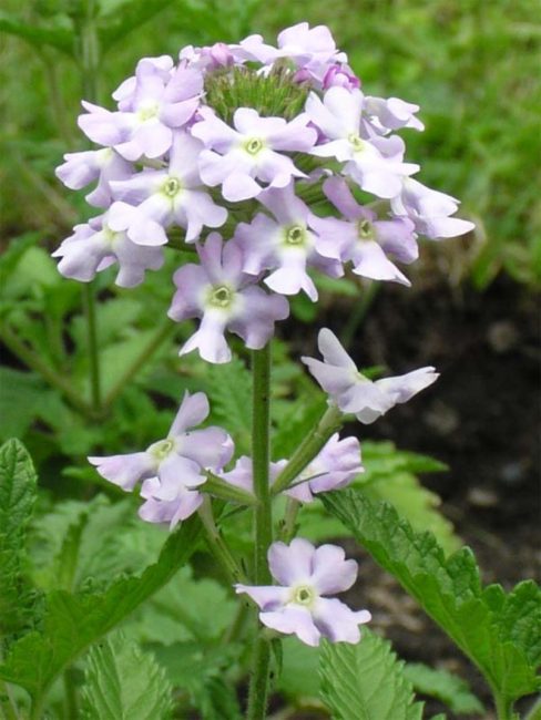 Une des variantes d'inflorescence de la forme hybride de la verveine