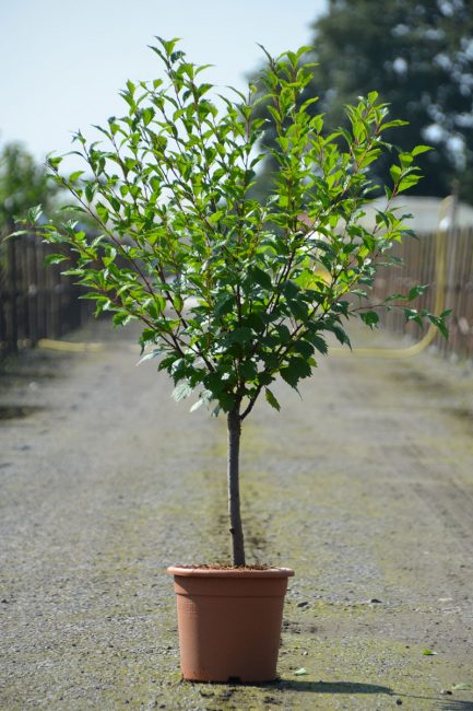 Excellent spécimen de la plante