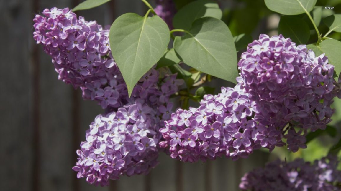 Charmant lilas - décoration de tout site