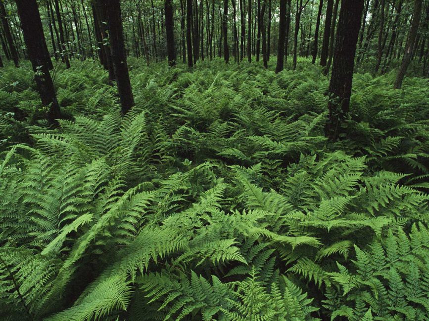 La fougère prospère à l'ombre des arbres.