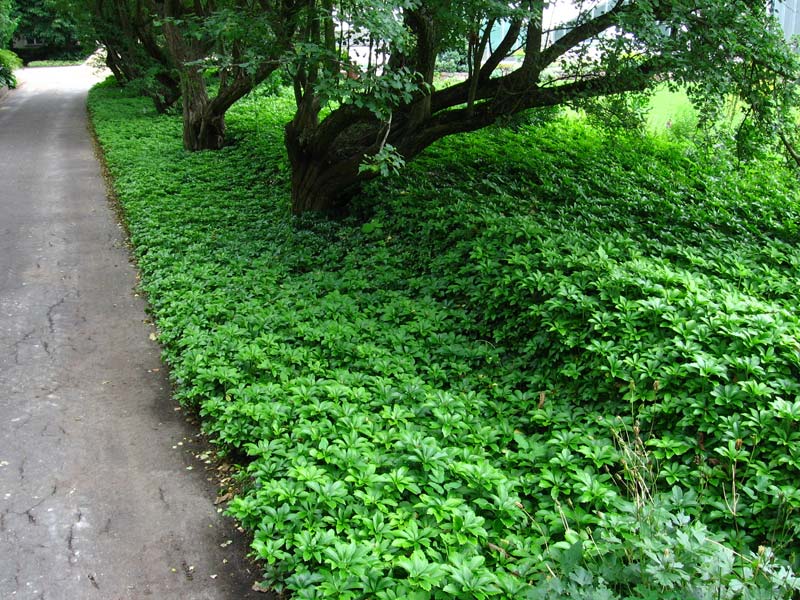Pachysandra apical se propage avec un tapis sous les cimes des arbres