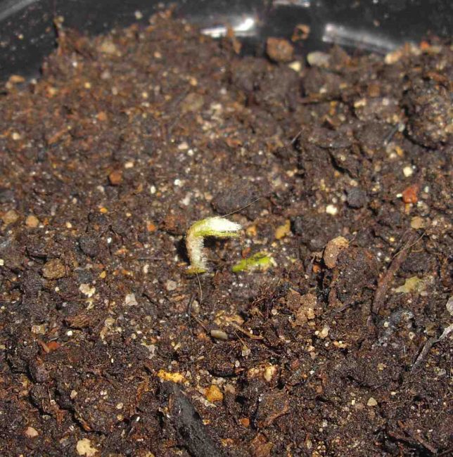 Les premières pousses d'Eriobothria apparaissent dans les 30 jours suivant la plantation de la graine scarifiée.