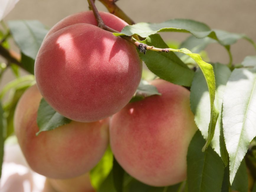 Pêche précoce de Kiev