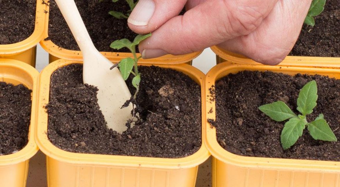 cueillette de plantes