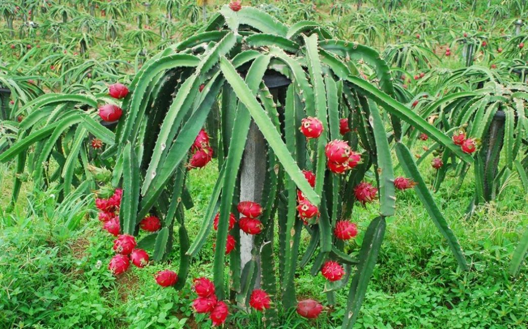 Pitaya