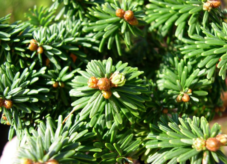 sapin baumier piccolo