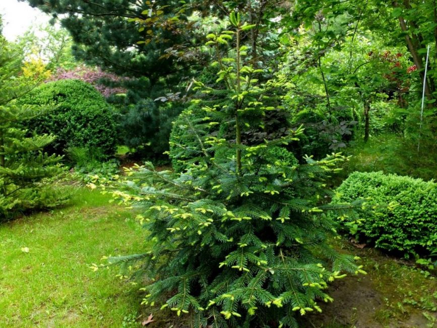 Le sapin poussera bien dans un sol fertile et riche.