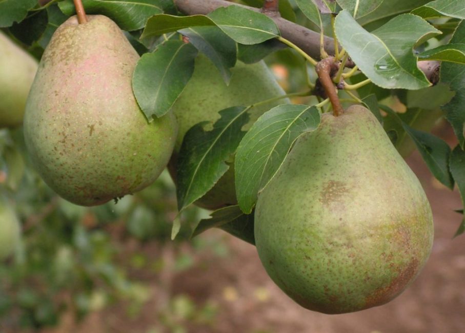 Les fruits des variétés tardives se conservent très longtemps