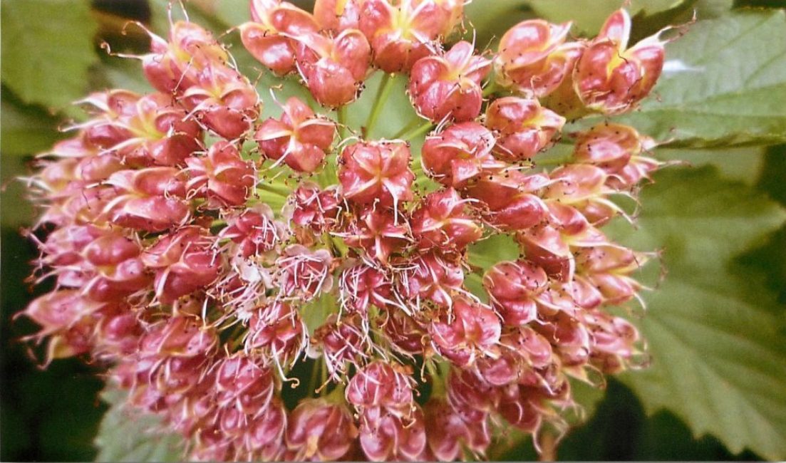 Fruits vésiculaires avec graines