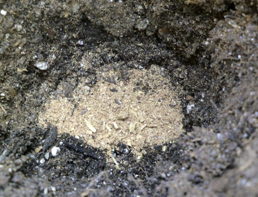 Top dressing avec de la farine d'os lors de la plantation ou de la transplantation d'une plante
