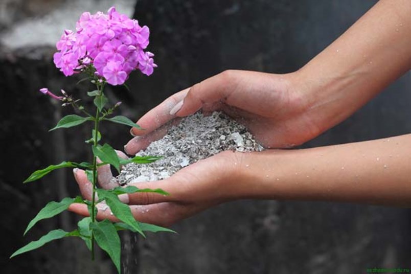 Top dressing de phlox pendant le bourgeonnement et la floraison avec de la cendre de bois