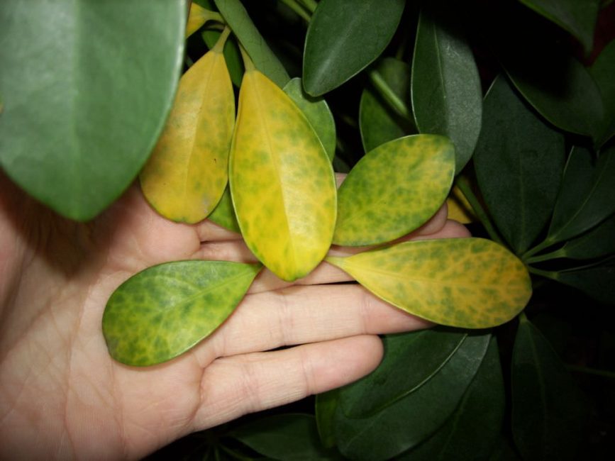 feuilles de plantes jaunies