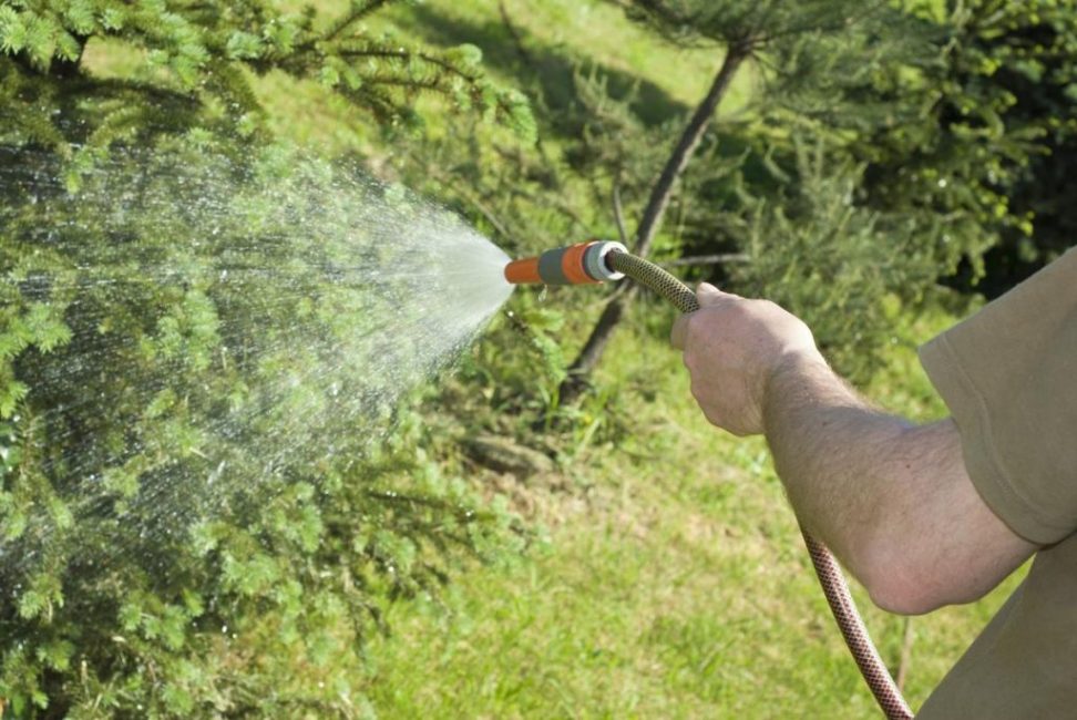 arrosage de l'épinette